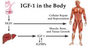 IgF-1 im Körper
