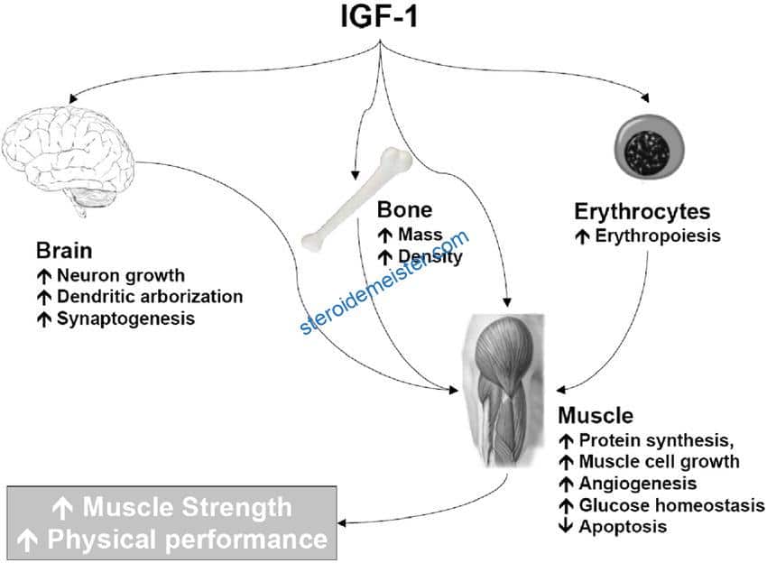 IGF-1 LR3 Verpackung - Driada Medical Peptid für Muskelwachstum